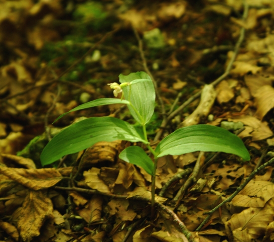 Epipactis cfr. schubertiorum